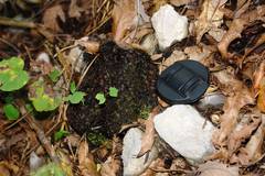 Ursus americanus eremicus