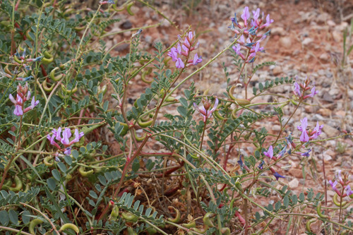 Astragalus lentiginosus var. palans