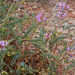 Astragalus lentiginosus palans - Photo (c) Andrey Zharkikh,  זכויות יוצרים חלקיות (CC BY)