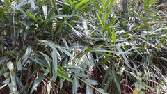 Alpinia calcarata