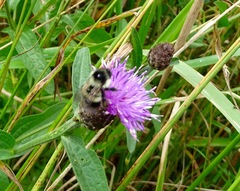 Bombus vagans bolsteri