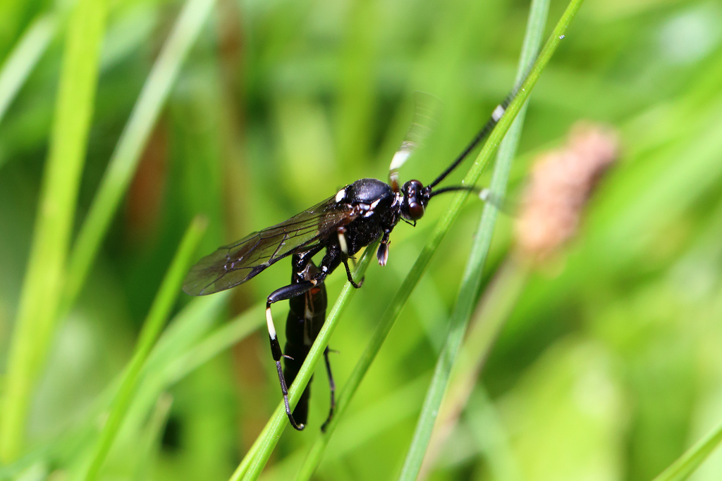 Stenichneumon militarius