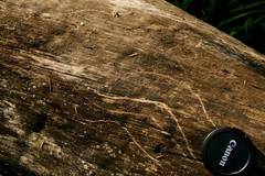 Ursus americanus eremicus