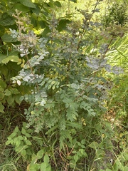 Caragana arborescens