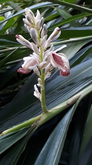 Alpinia calcarata