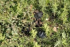 Ursus americanus eremicus