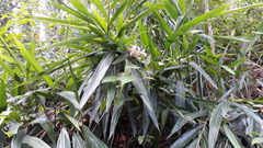 Alpinia calcarata