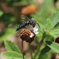 Synocoelioxys
