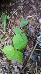 Fragaria vesca bracteata