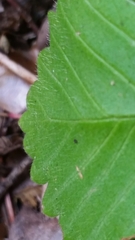 Fragaria vesca bracteata