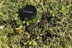 Ursus americanus eremicus