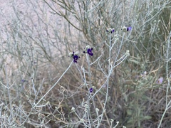 Psorothamnus scoparius