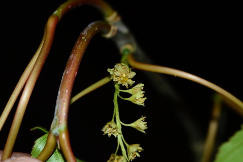 Sikkim Maple (Acer sikkimense)