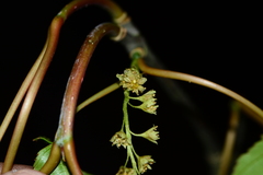 Acer sikkimense