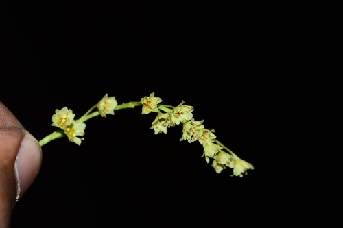 Acer sikkimense, photograph 2