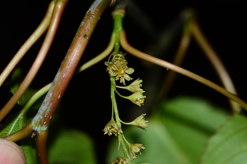Image of Acer sikkimense by no rights reserved