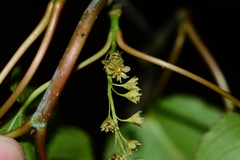 author not stated, no rights reserved Acer sikkimense, photograph author not stated, no rights reserved