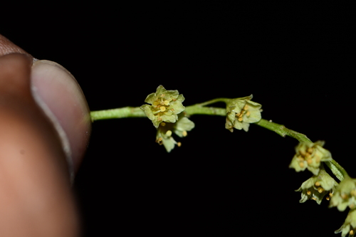 Acer sikkimense, photograph 3