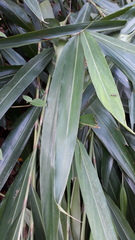 Alpinia calcarata