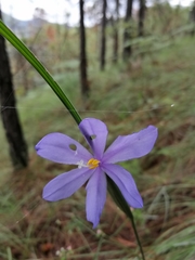 Tigridia longispatha