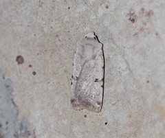 Chersotis margaritacea