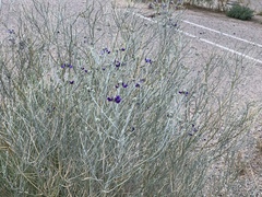 Psorothamnus scoparius