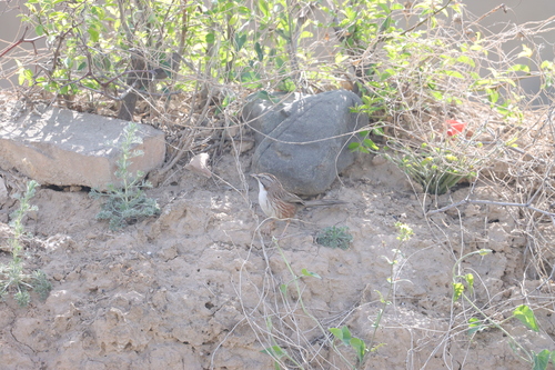Beijing Babbler