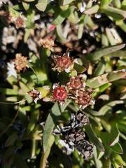 Ruschia rubricaulis