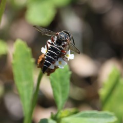Synocoelioxys