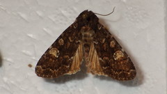 Apamea rubrirena