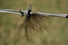 Ursus americanus eremicus