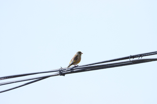 Oriental Greenfinch