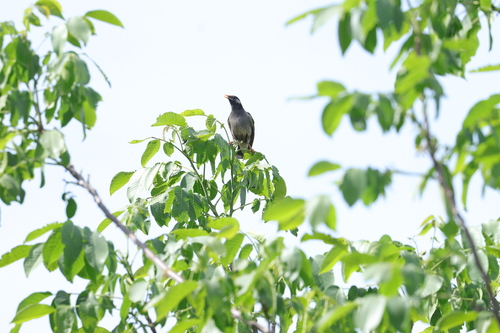 White-cheeked Starling