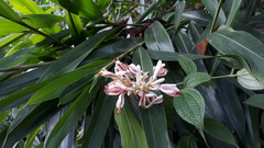 Alpinia calcarata
