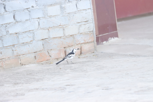 Chinese White Wagtail