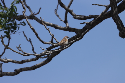 Eurasian Tree Sparrow