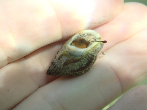 Tritia nitida