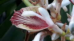 Alpinia calcarata