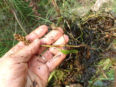 Potamogeton gramineus