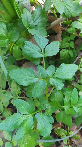 Alexanders