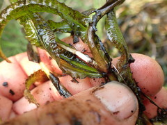 Potamogeton gramineus
