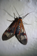 Cosmosoma cingulatum