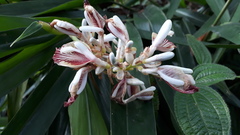 Alpinia calcarata