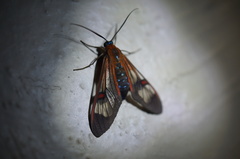 Cosmosoma cingulatum