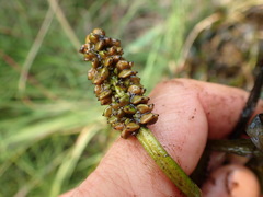 Potamogeton gramineus