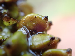 Potamogeton gramineus