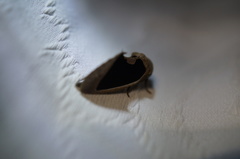 Gonodonta