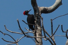Dryocopus hodgei