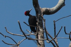 Dryocopus hodgei