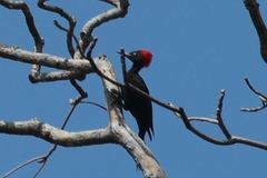 Dryocopus hodgei